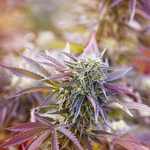 Wedding Cake Feminised Silver Seeds