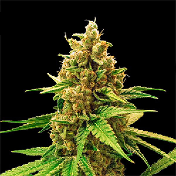 Wedding Cake Feminised Gold seeds