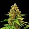 Wedding Cake Feminised Gold seeds