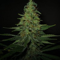 Насіння White Magic Feminised