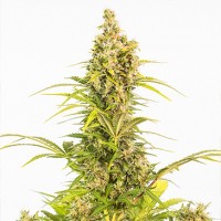 Auto CBD White Widow Feminised Seeds