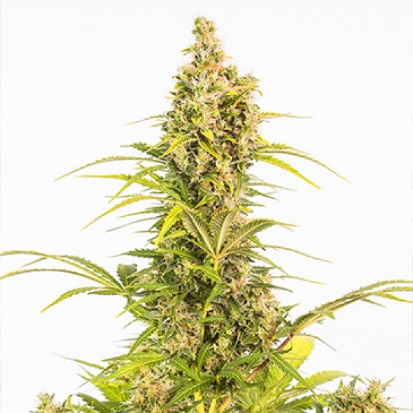Auto CBD White Widow Feminised Seeds by Dinafem