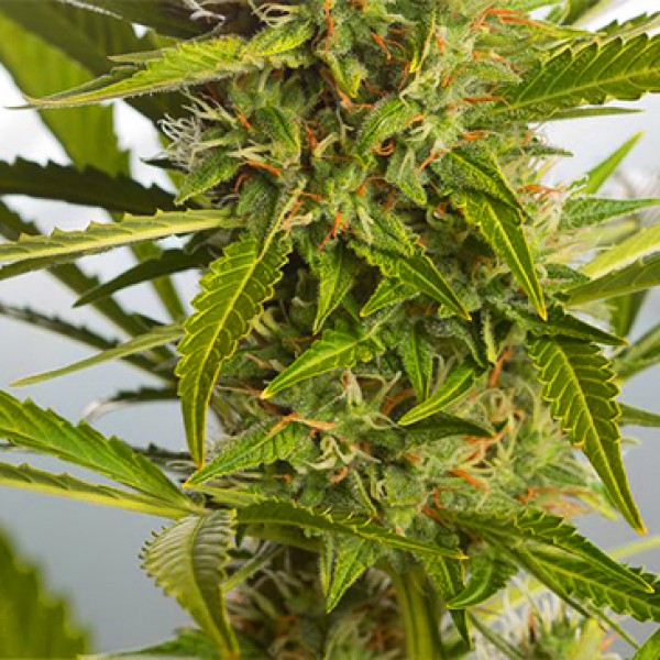 Auto White Widow XXL Feminised seeds