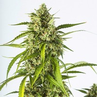 Auto White Widow XXL Feminised seeds