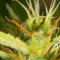 Auto White Widow XXL Feminised seeds
