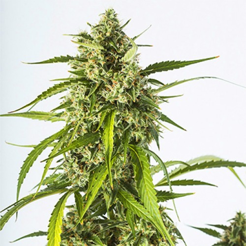 Auto White Widow XXL Feminised seeds