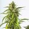 Auto White Widow XXL Feminised seeds