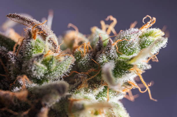 Hemp Growing Techniques