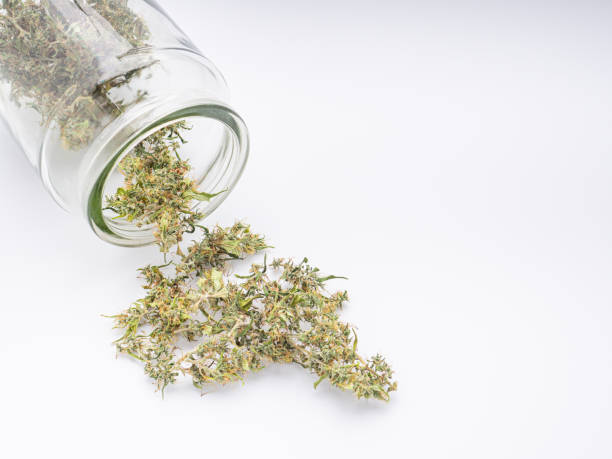 Synthesis of cannabis from yeast